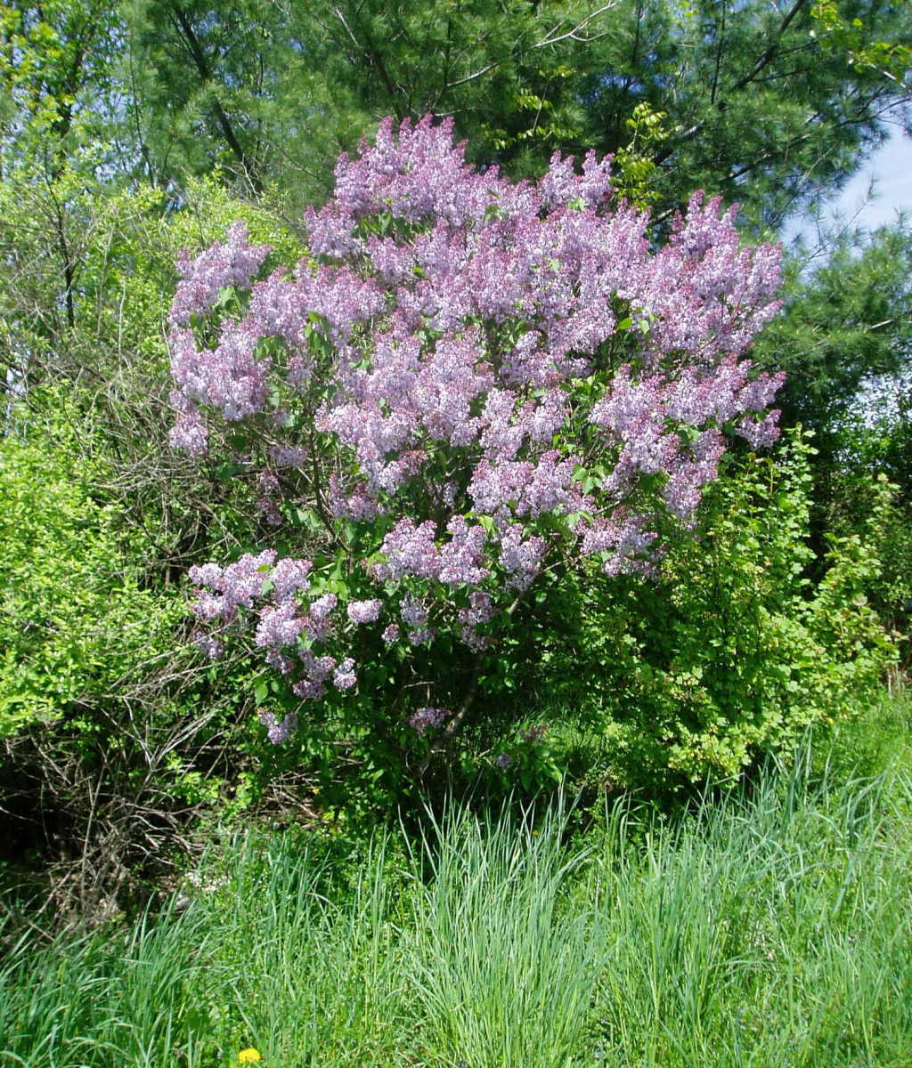 A purple lilac bush- established enough to begin pruning and shaping for the following year.
