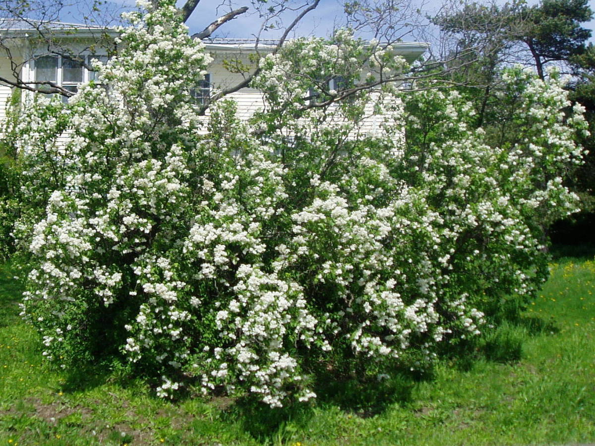 How To Grow And Prune Lilac Bushes Dengarden