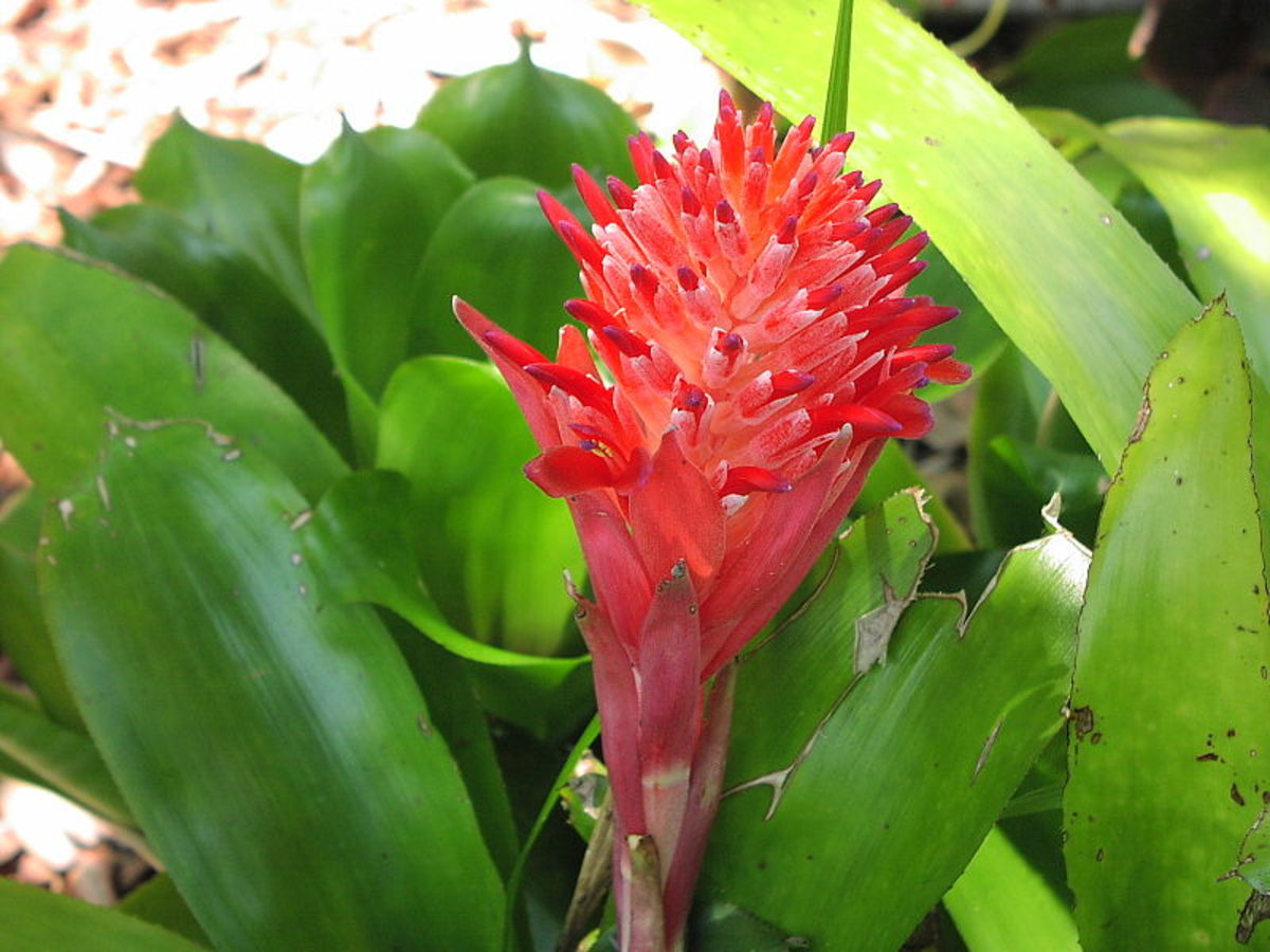 Bromeliads are hardy plants that can survive in a multitude of environments.