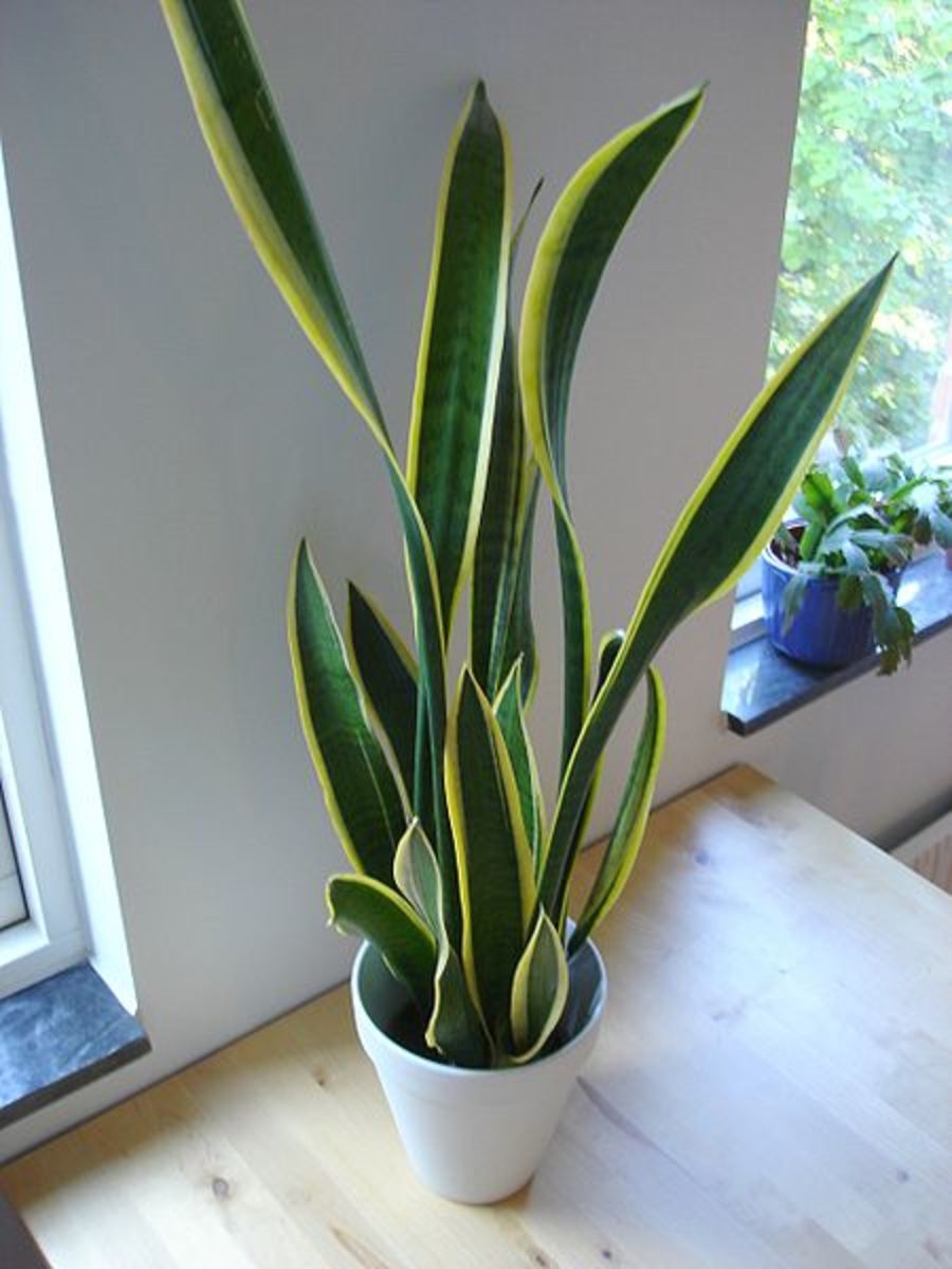 The snake plant, also known as mother-in-law's tongue, is a popular house plant.