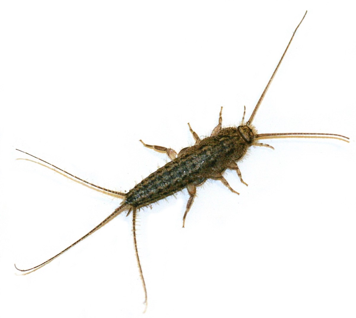 Ctenolepisma lineata or the four-lined silverfish is also a household pest. 