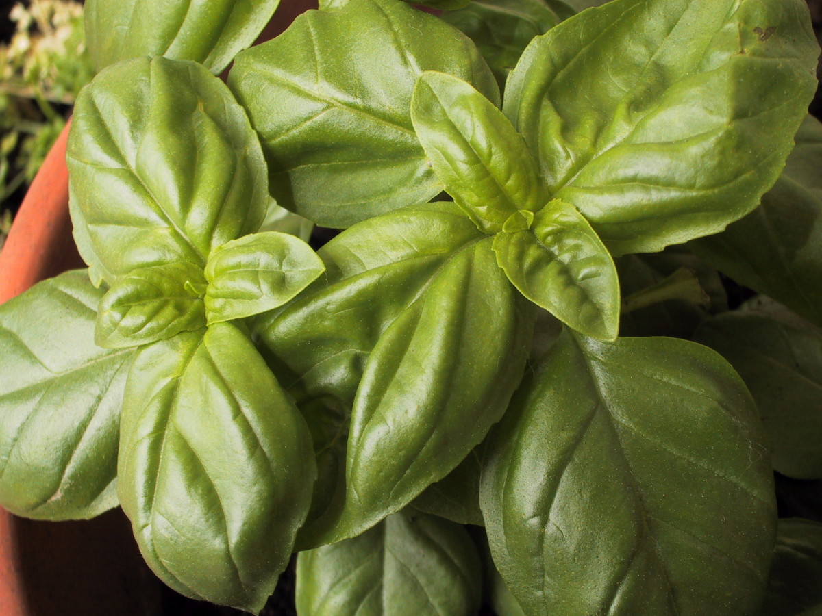 The magnificent basil is an annual herb that is easy to grow, quite prolific, and is a necessary complement to Italian cuisine. 