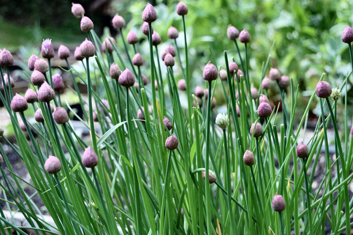 Chives may be one of the most versatile of all herbs, and they are easy to grow from seed! Here, chives are growing in the garden. 