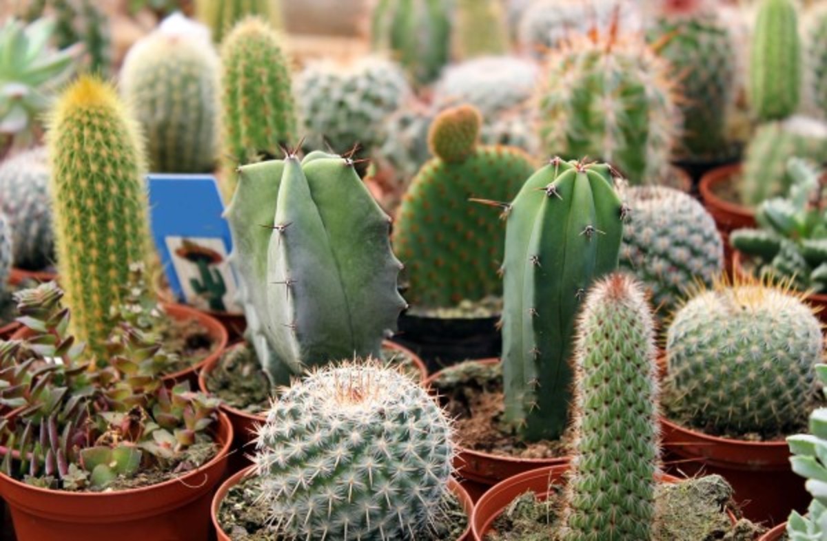 How Often Do You Water A Cactus Dengarden