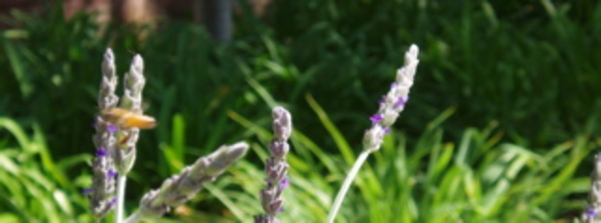 Bee pollinating lavendar. We need the bees to help produce fruit and nuts.