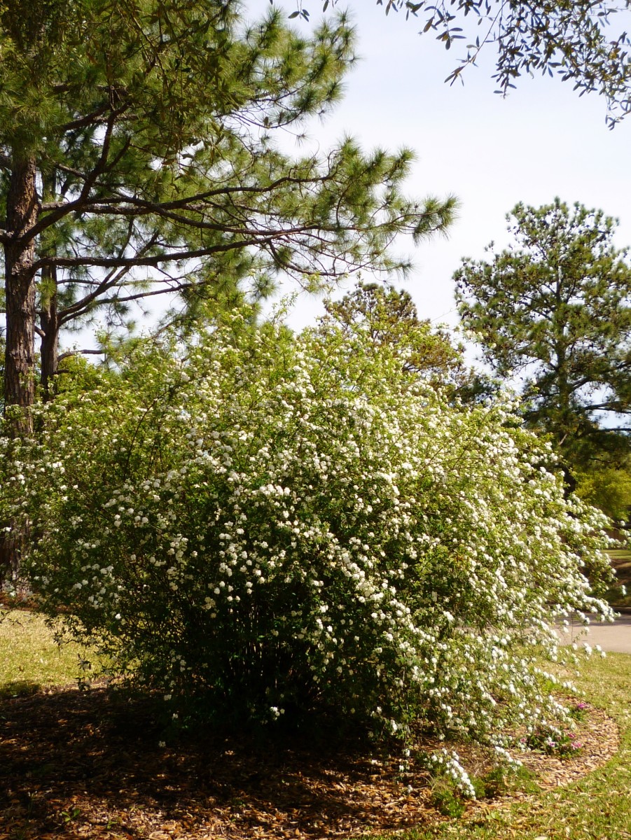 The Flowering Bridal Wreath Or Spirea Bush In Garden Landscaping Dengarden