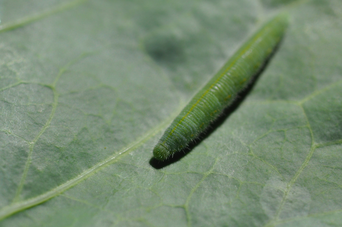 Cabbage worms are harmless to humans, so don't worry if you find one on your food—just wash it off.