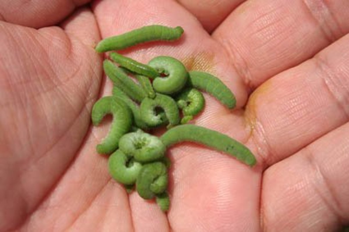 Cabbage worms are small, green, and voracious.
