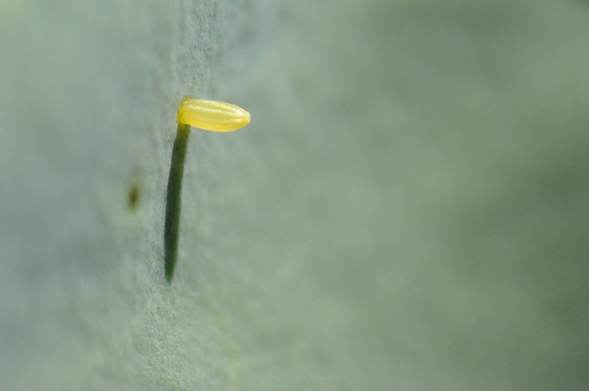 The eggs of the cabbage white butterfly are yellow or greenish and quite small.
