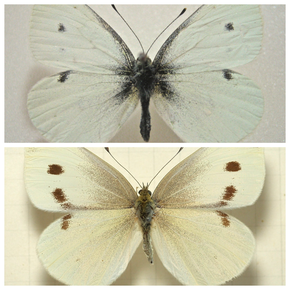 Cabbage butterflies: male (top) and female (bottom). If you see these flying around your garden, it's a sign that cabbage worms are coming (if they're not already here).