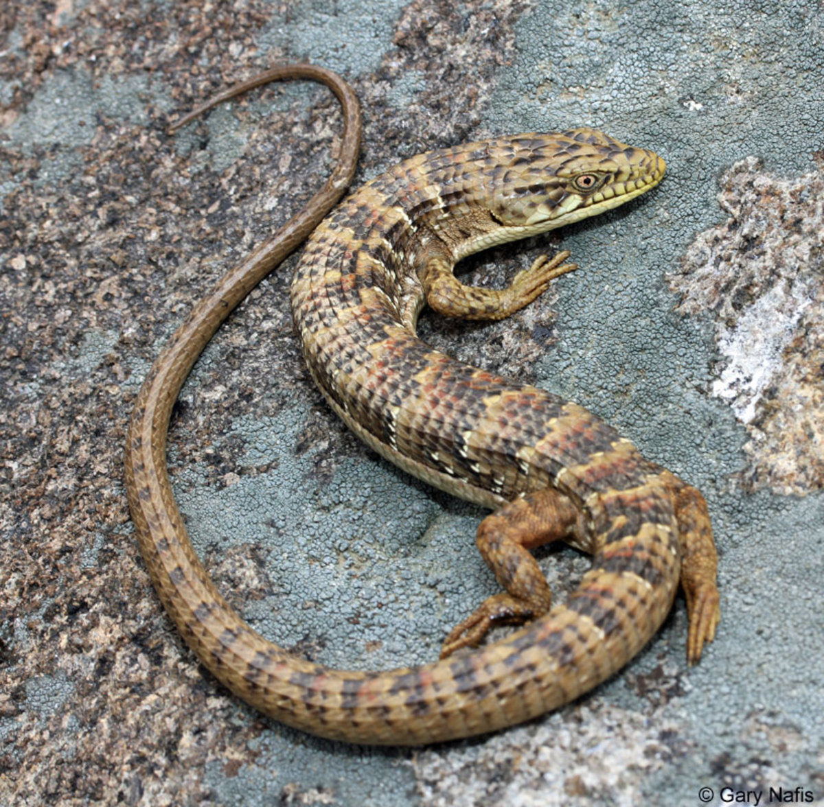 A Southern Alligator Lizard prefers rocks or walls for warmth and leaf litter for shelter. They are a great benefit for the pest control of grasshoppers.