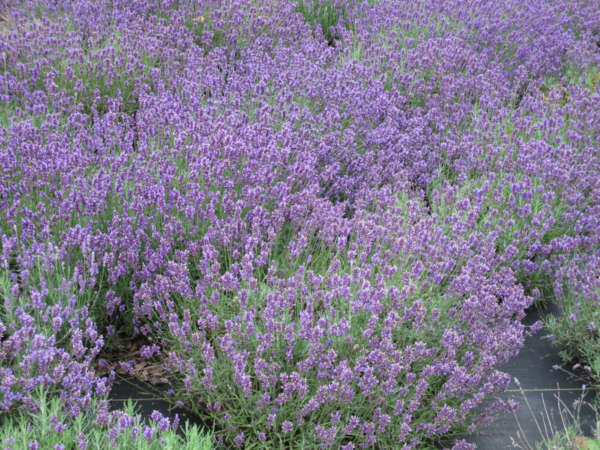 Lavender is beautiful and useful!