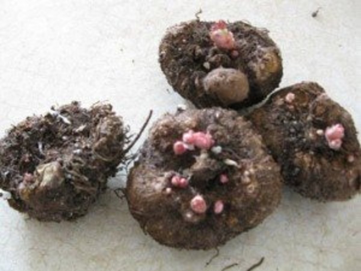 This is what my tubers looked like when they began to sprout.