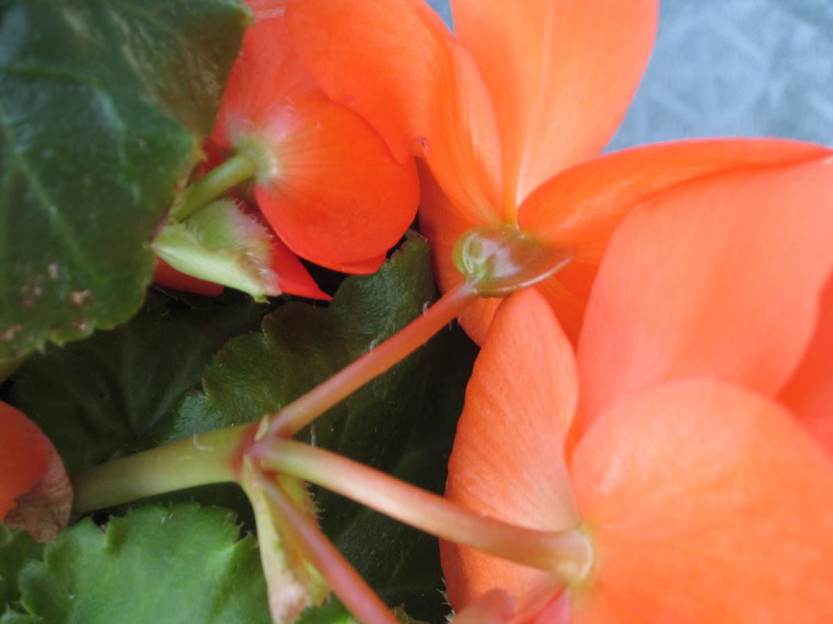 This is a close-up of a tuberous begonia female bloom with a three-winged seed capsule.
