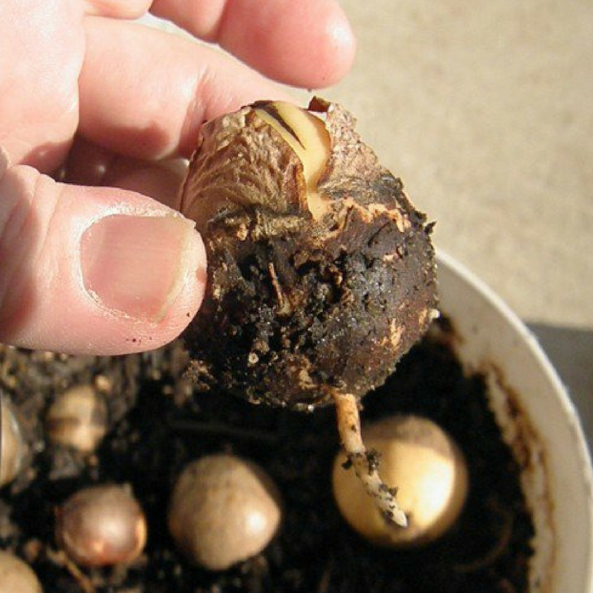 It may take a few weeks before the avocado seed sprouts the root and stalk. 