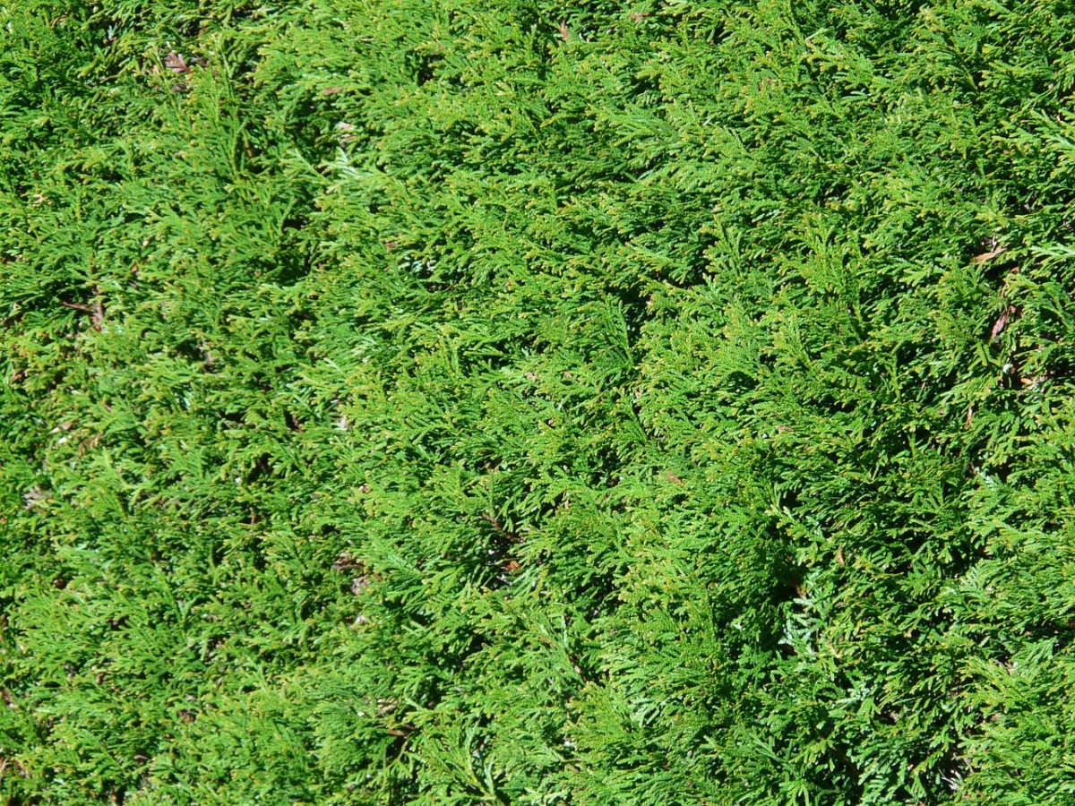 The 8 Best Hedge Plants Dengarden