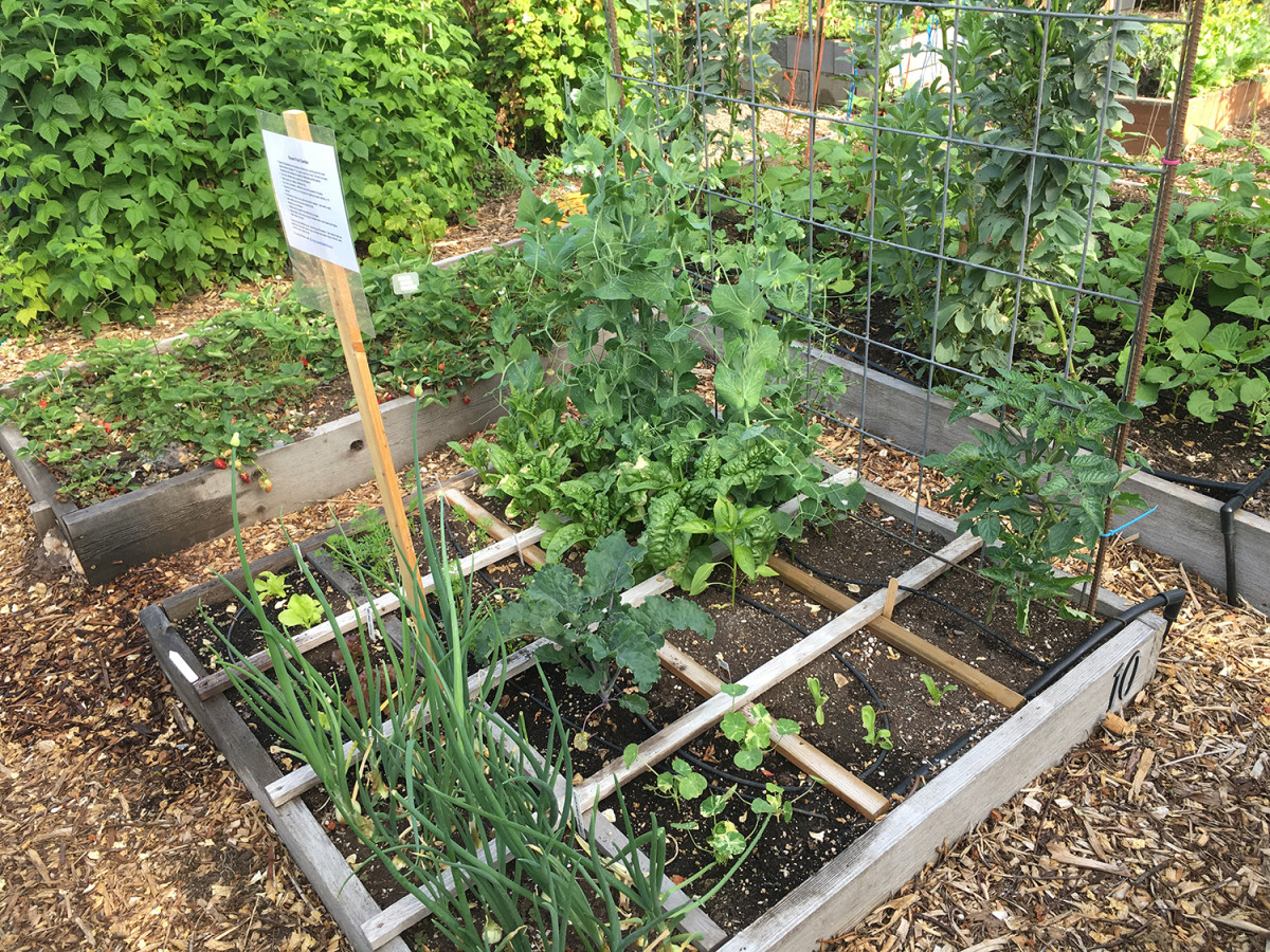 Raised bed gardens allow you isolate your plants from the ground soil.