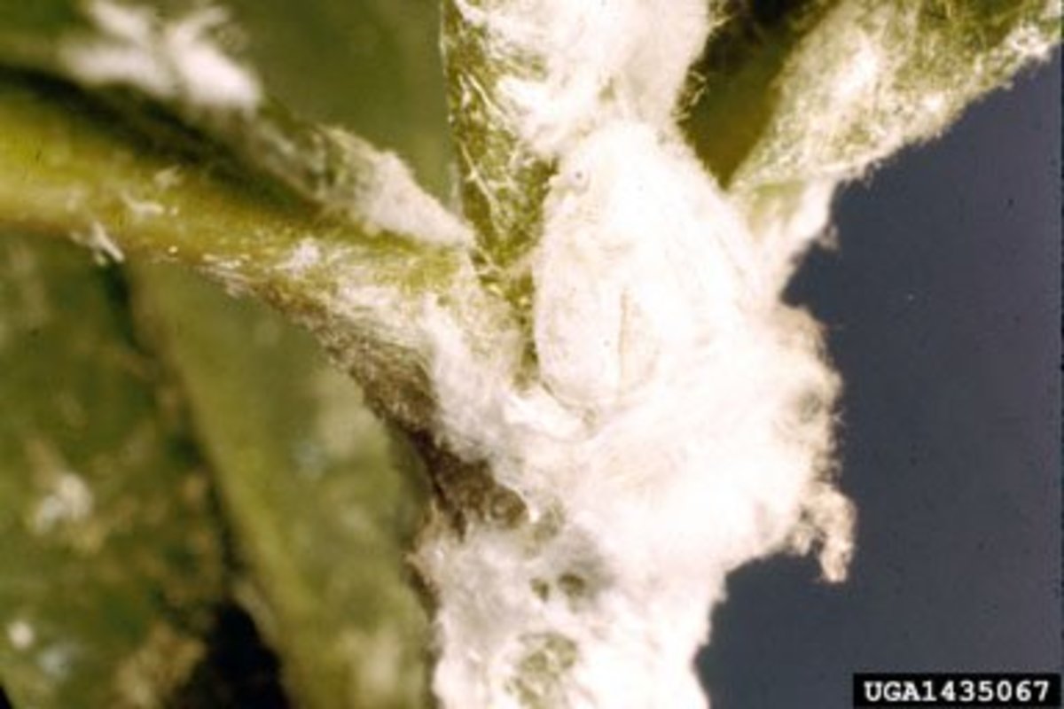 Is White Lint on a Houseplant a Sign of Mealybugs?