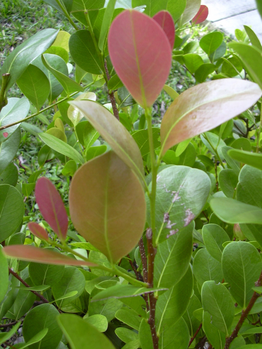 Red leaves on a cocoplum