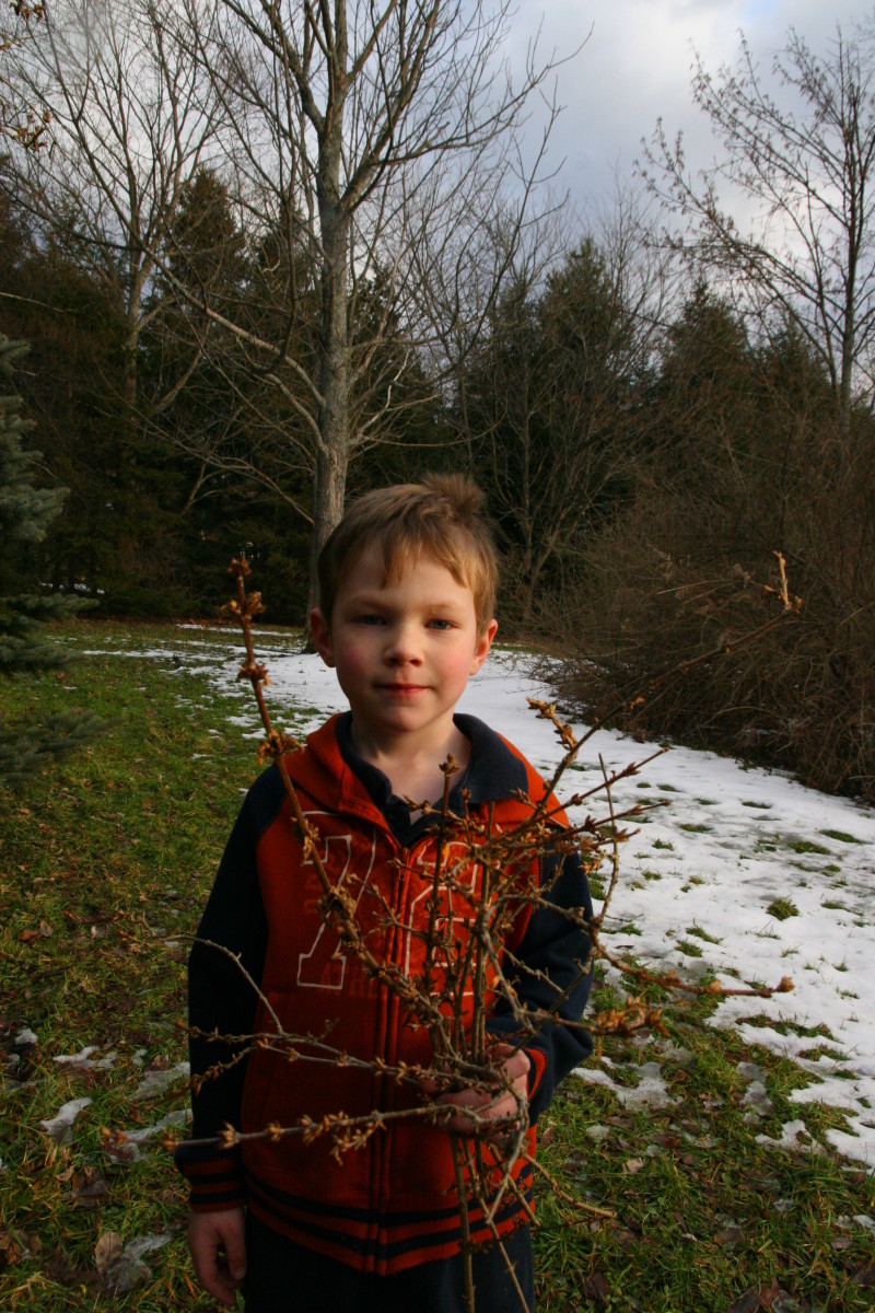My six year old son holds Forsythia branches: we will bring these indoors to force a bloom.