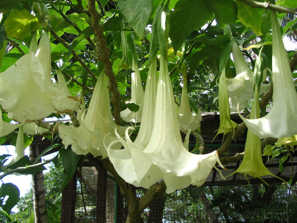 9 types of bell-shaped flowers - dengarden