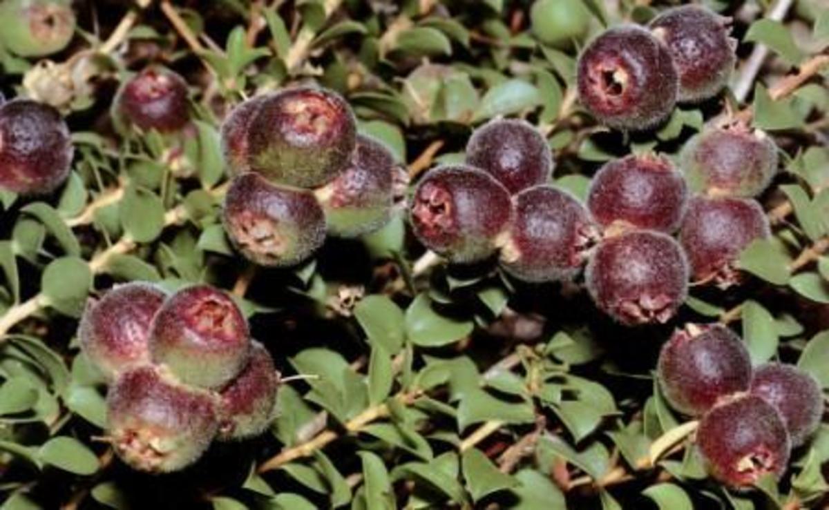 The edible red and green fruit of Kunzea pomifera