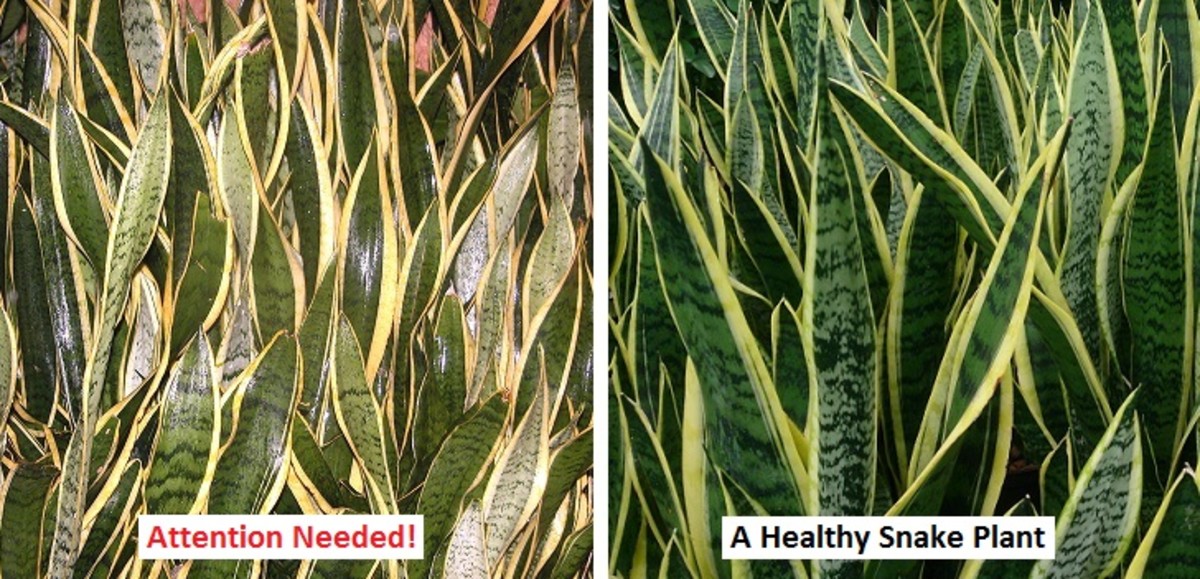 Use the leaves of the snake plant as an indicator of how healthy it is.