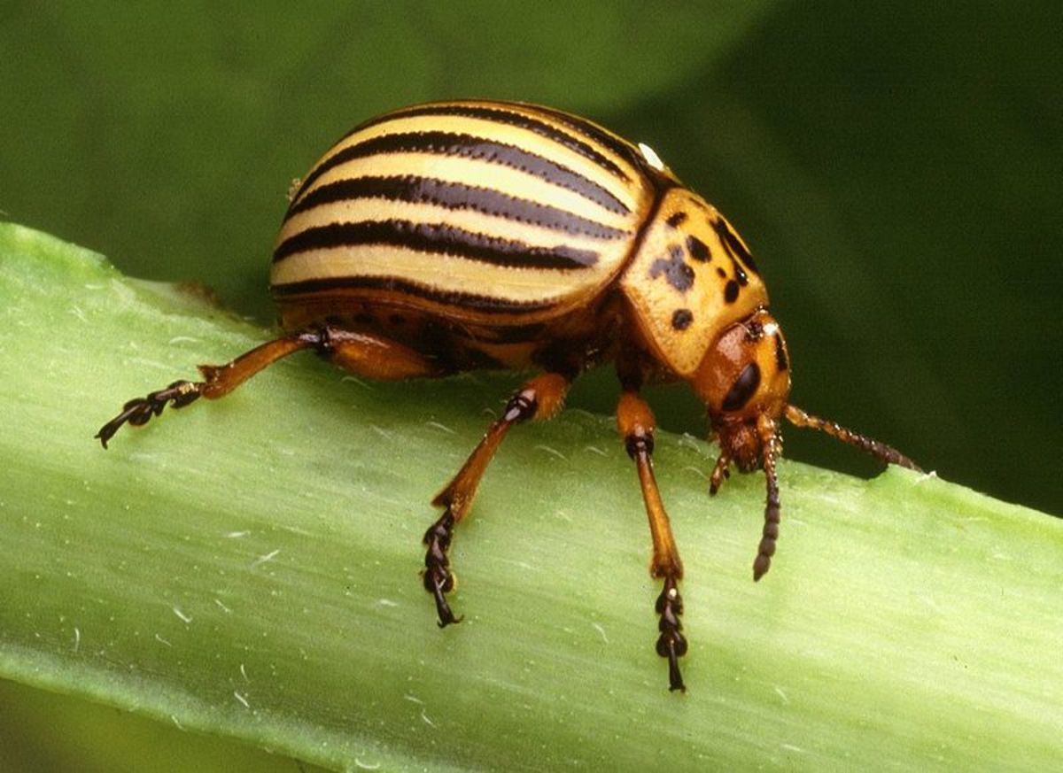 When it comes to eggplants, potato beetles are among the most dangerous pests.