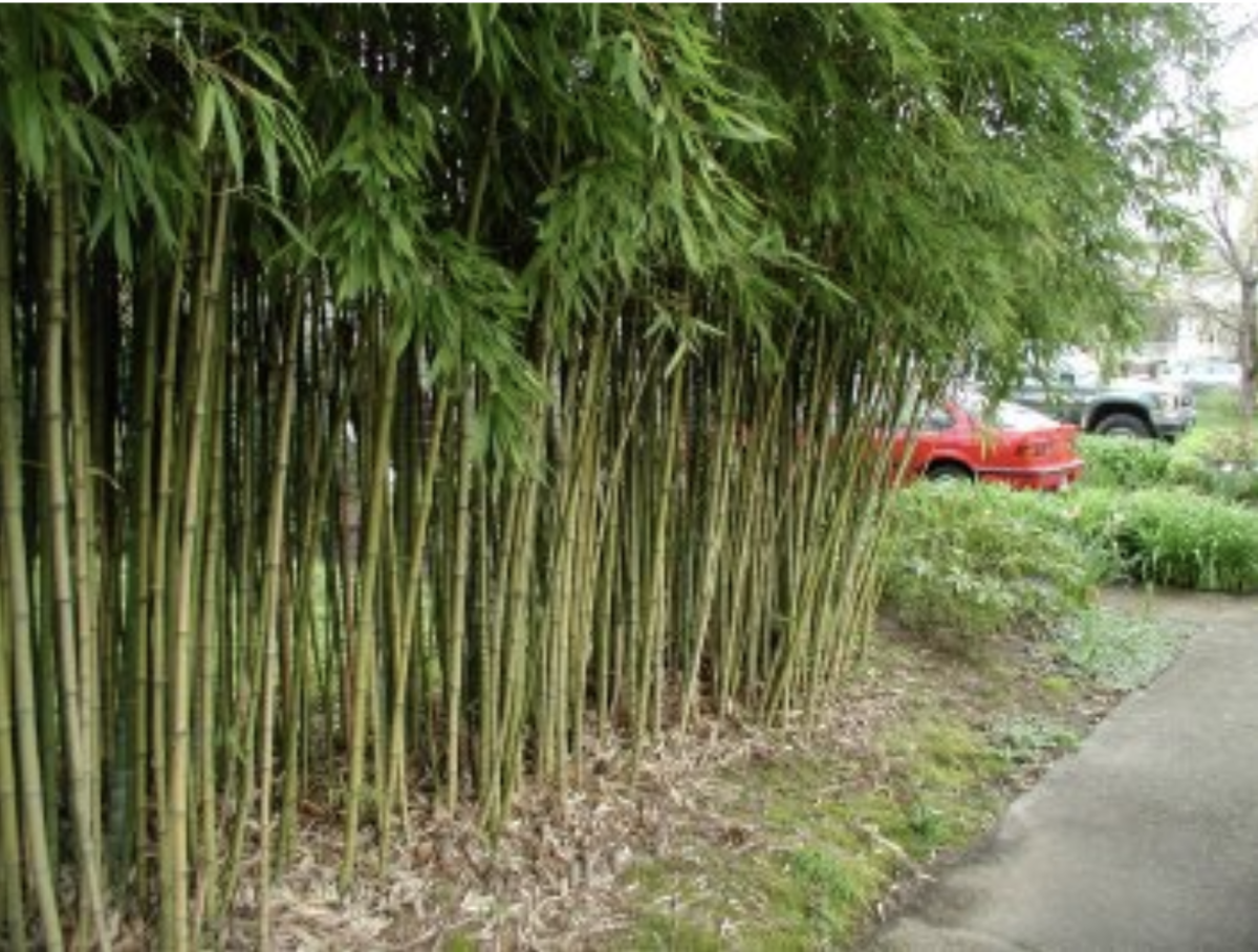 Bamboo—Phyllostachys aurea