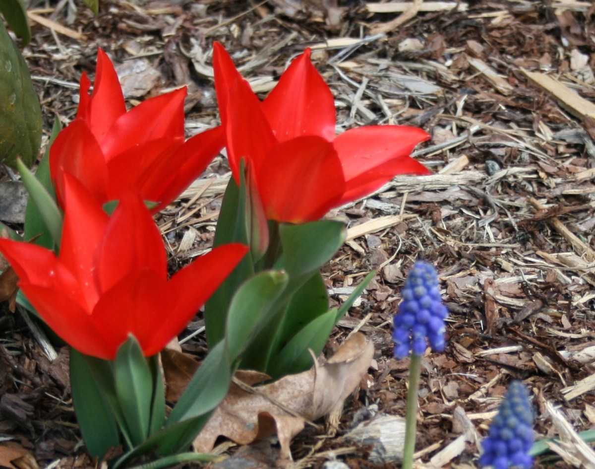 Brush away mulch from emerging bulbs for healthy, colorful spring plants.