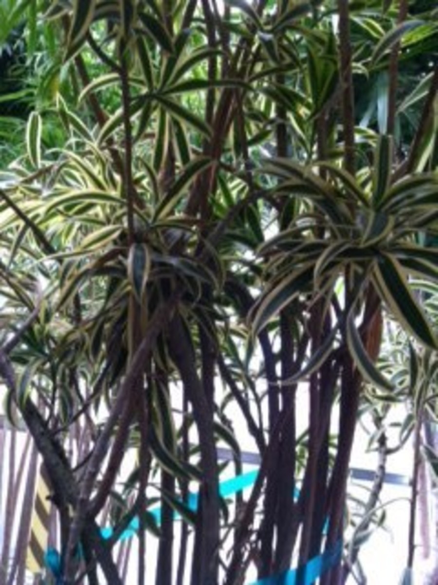 A miniature forest of Dracaena Reflexa plants