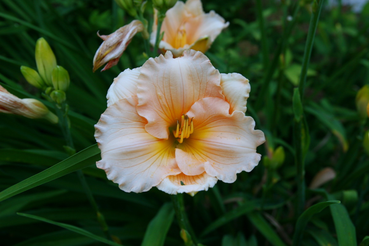 Daylilies come in dormant, semi-evergreen, and evergreen varieties. Choose the right type for your landscape.