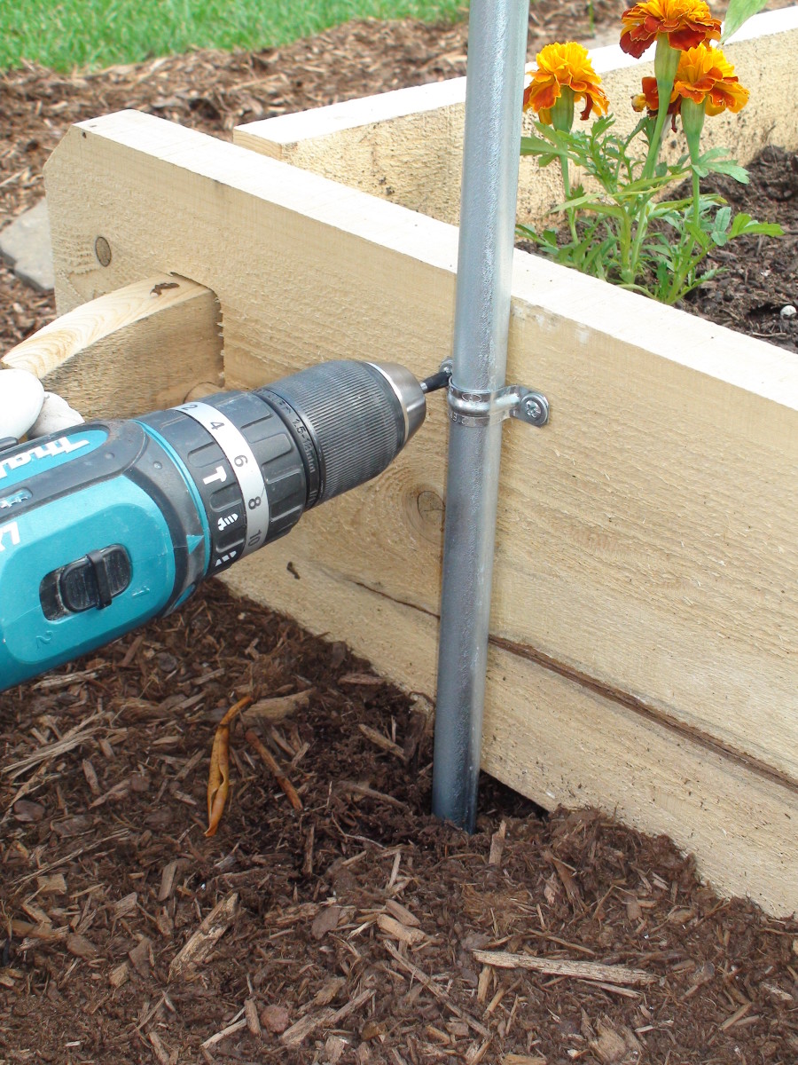 Securing the trellis to a raised bed with a U-bracket helps keep the trellis straight.