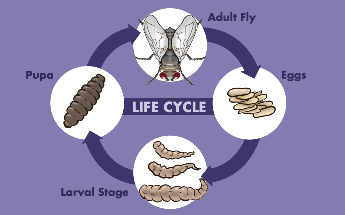 The life cycle of a fly