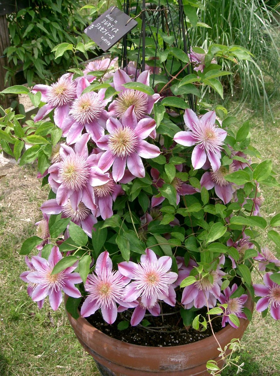 thumbnail image 2 of Climbing Rose Seeds Canada Rosa Eden Wild Rose Seeds - 125 Count Organic Pink Climbing Vine Flowers For Garden Rosa Eden Rose Seeds 2 of 13