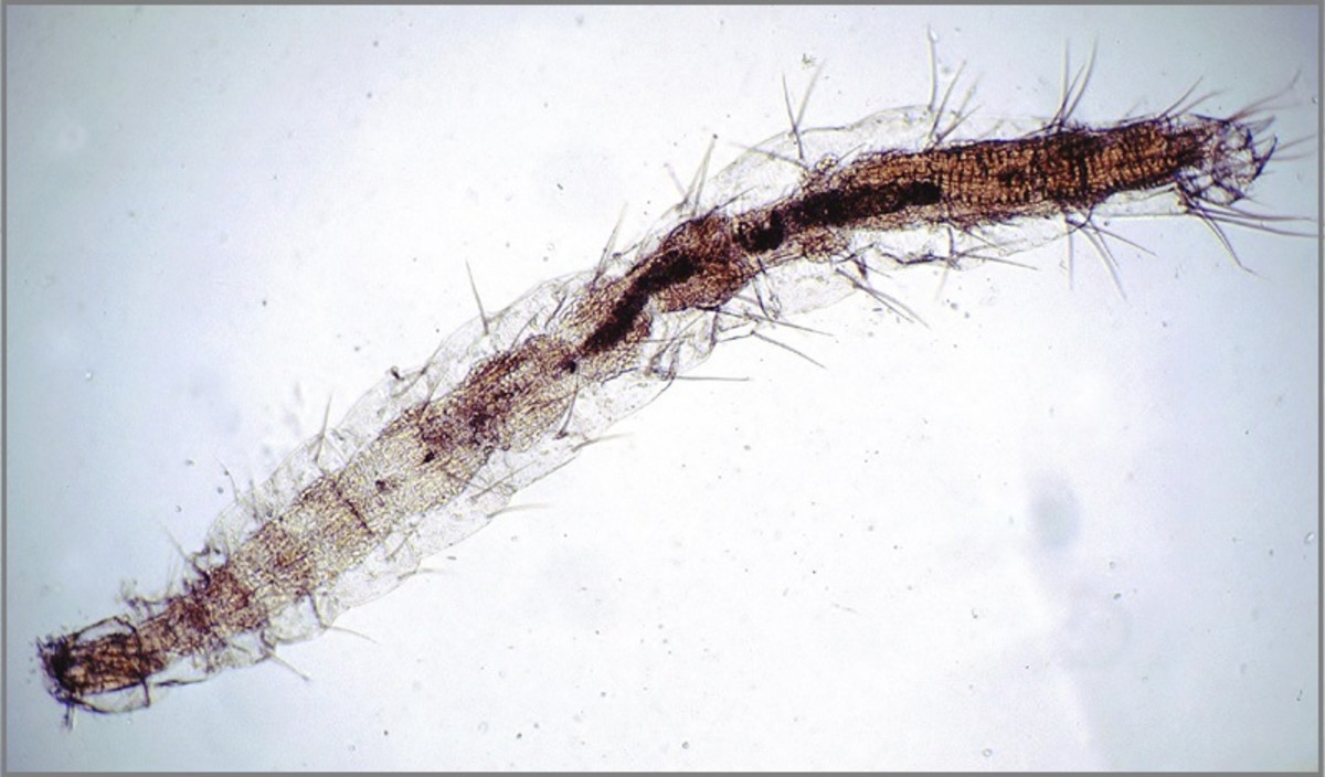 A close-up look at a flea larvae.