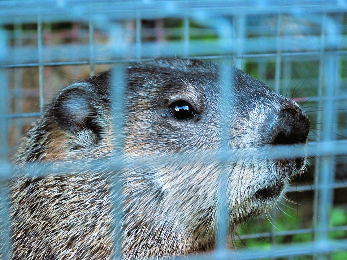 The best groundhog control is removal and prevention.