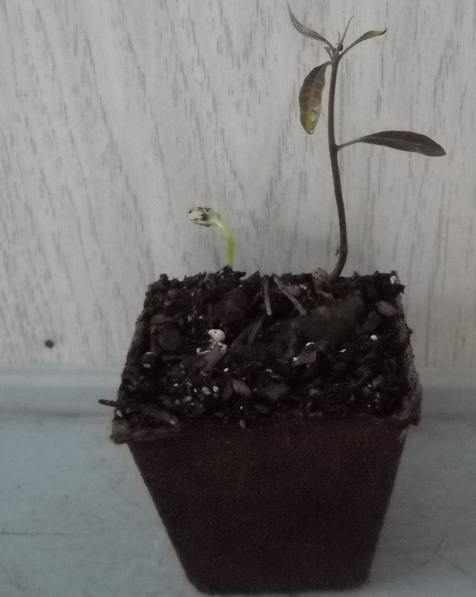 This is a baby mango tree!