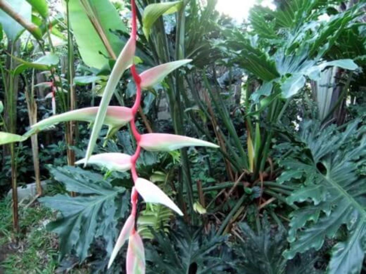 My heliconia and fern tree that received used tea leaves and/or tea brew treatment.
