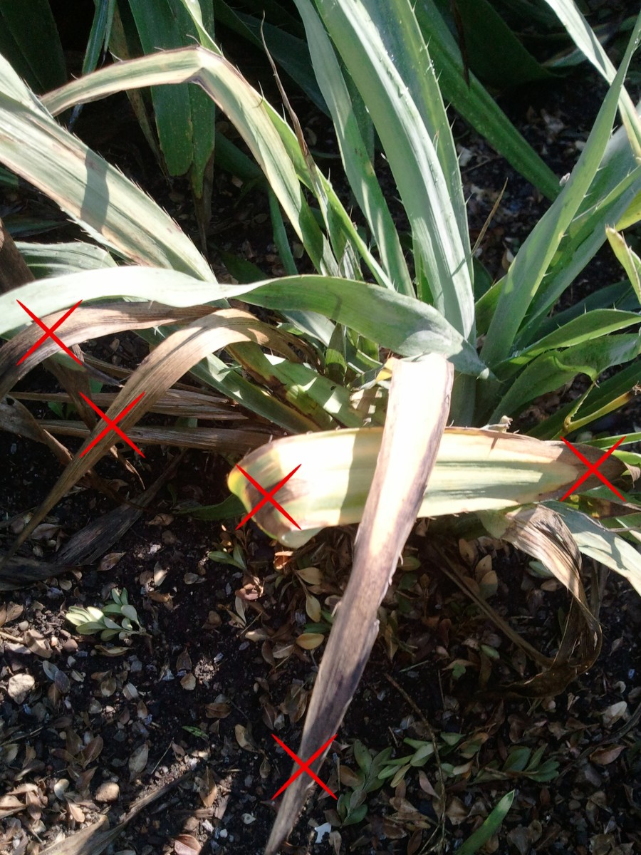 Red "X" marks disease from overwatering. 