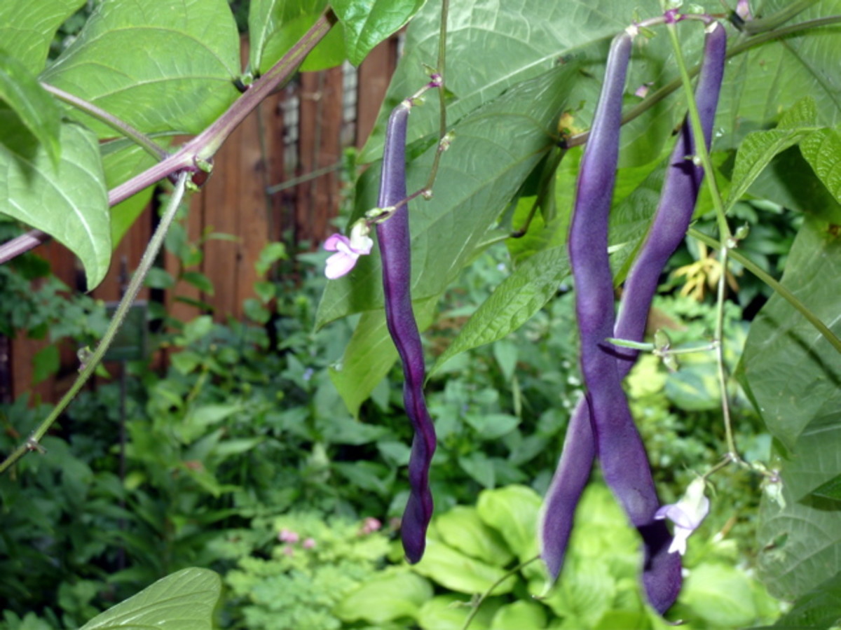 Purple pole beans are a great choice for a beginner vertical garden.