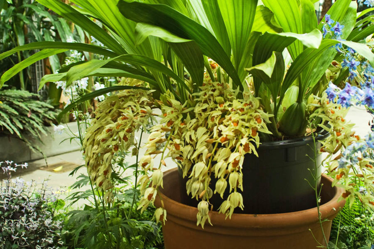 A beautiful addition to any room is a perky houseplant. Whether real or silk, a plant brings can bring inside a touch of the outdoors.