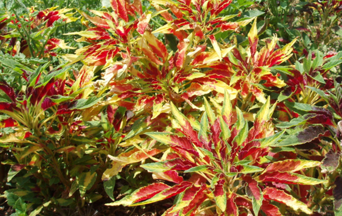 Example of a decorative plant: coleus