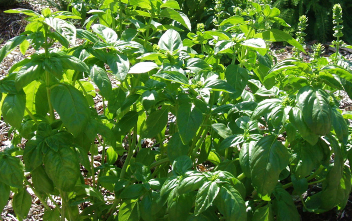 Example of an herb: basil