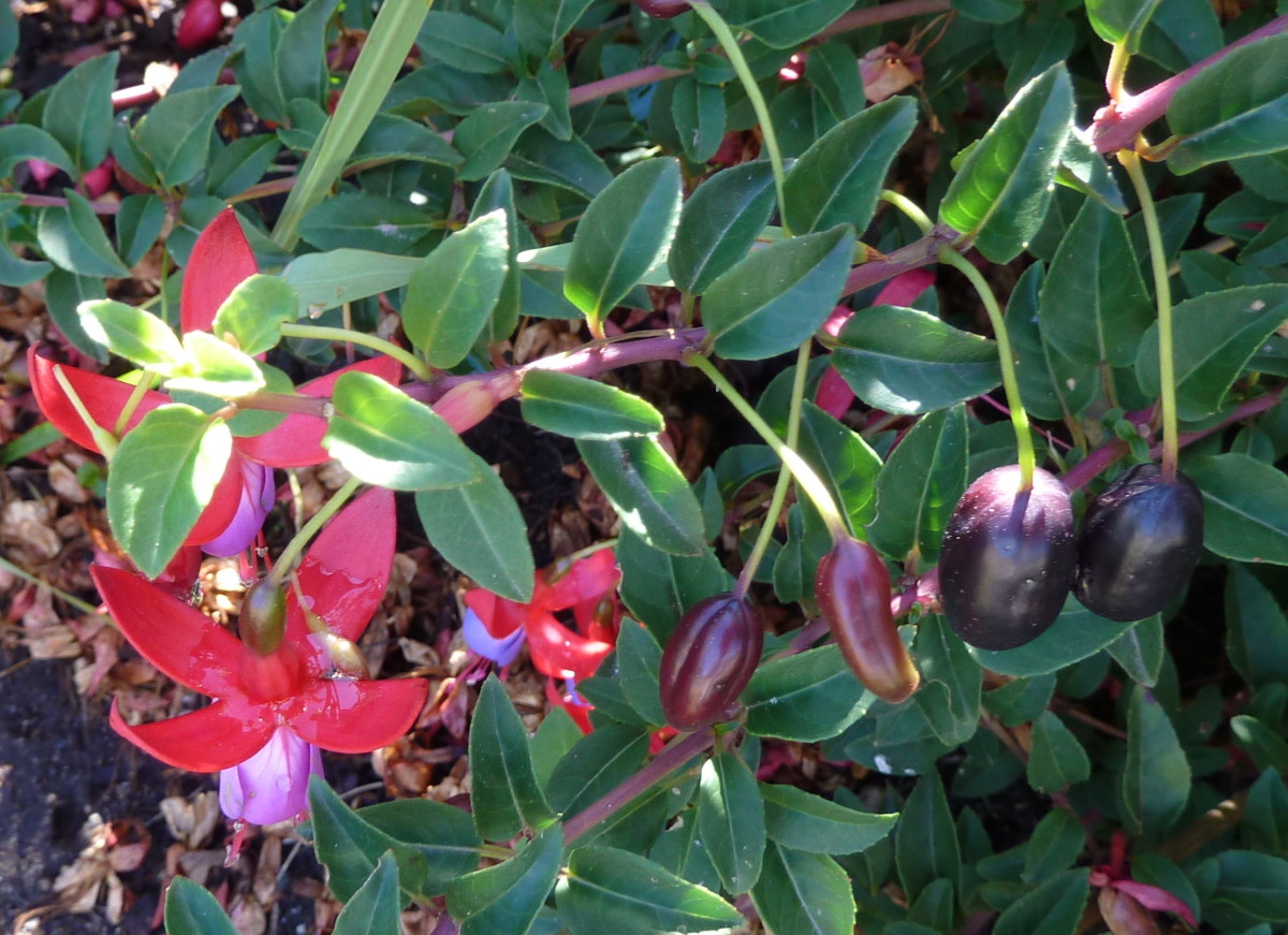 Fuchsia berries