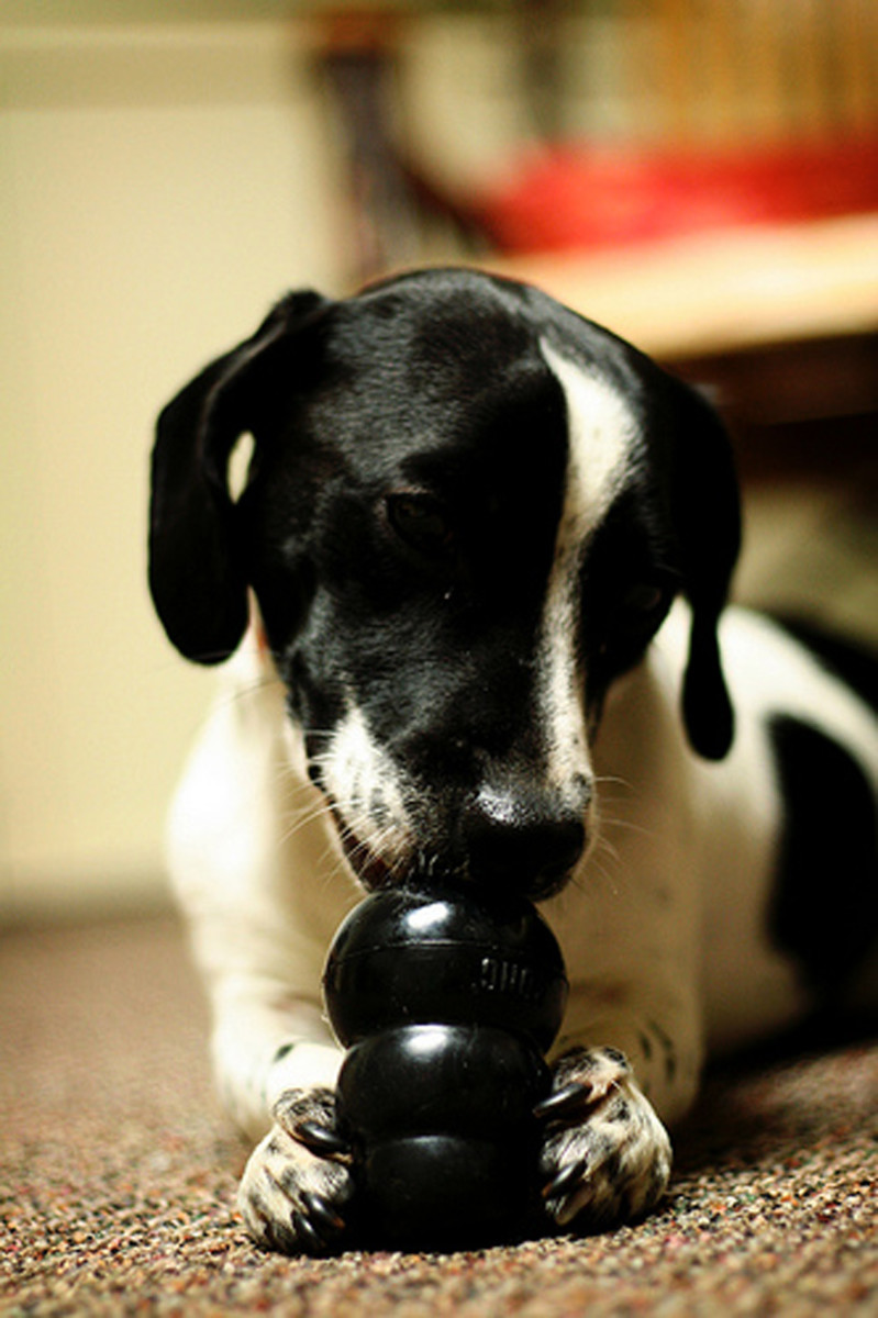 Give your pup clean rubber toys as opposed to slimy rawhides.