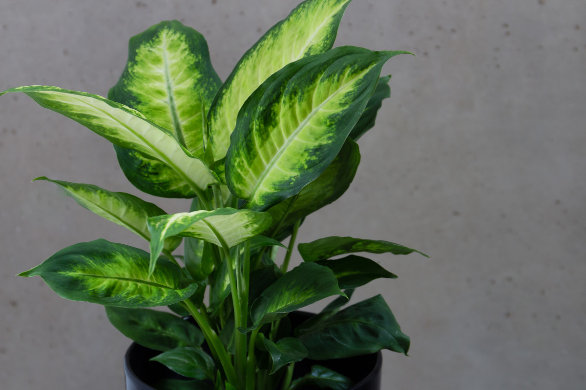 Dieffenbachia can cause paralysis of the throat and tongue.