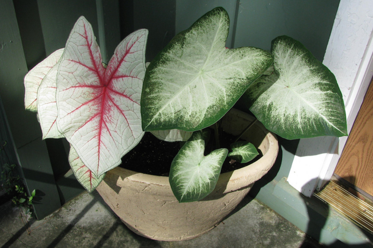 The beautiful, decorative caladium is toxic to both humans and animals.