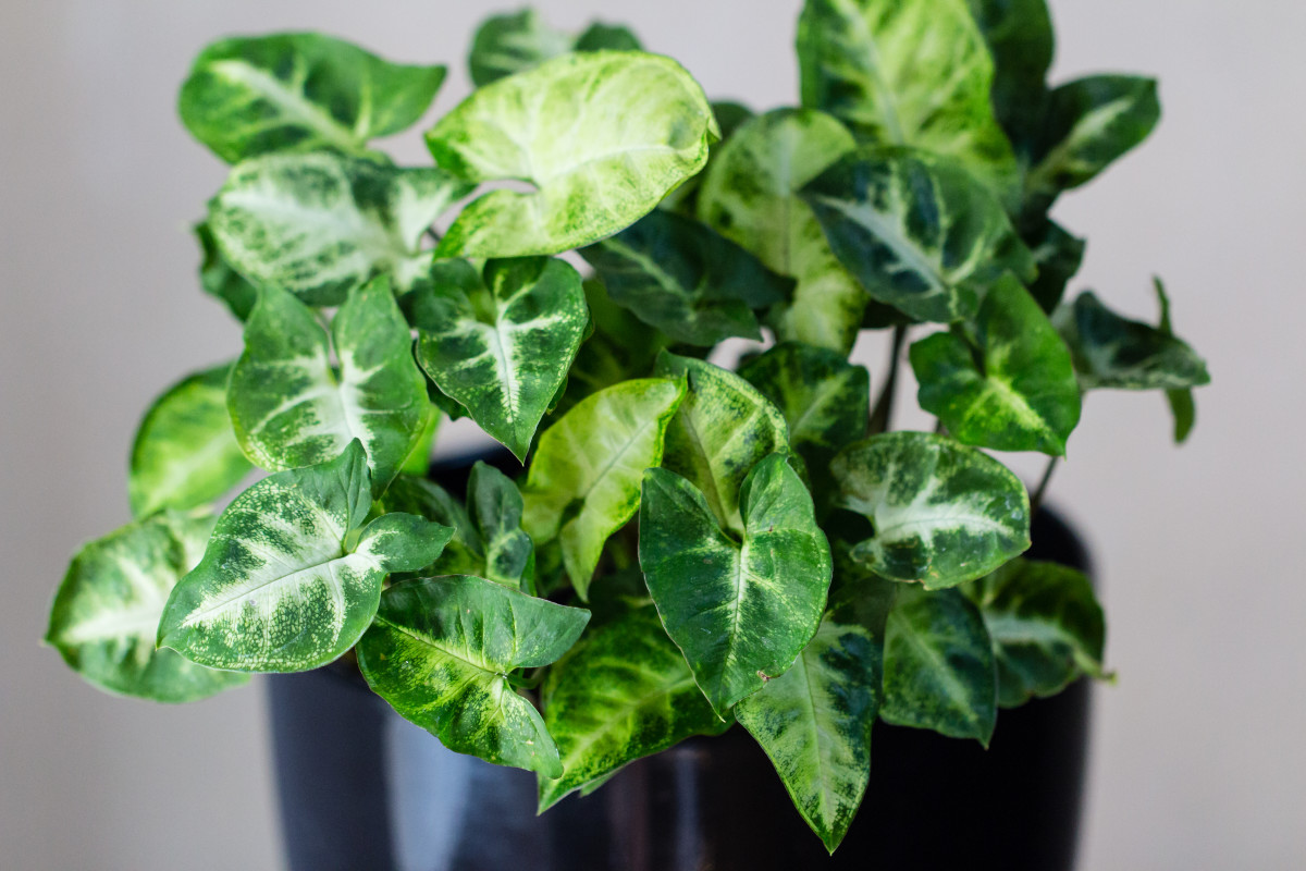 10 Toxic Houseplants That Are Dangerous for Children and
