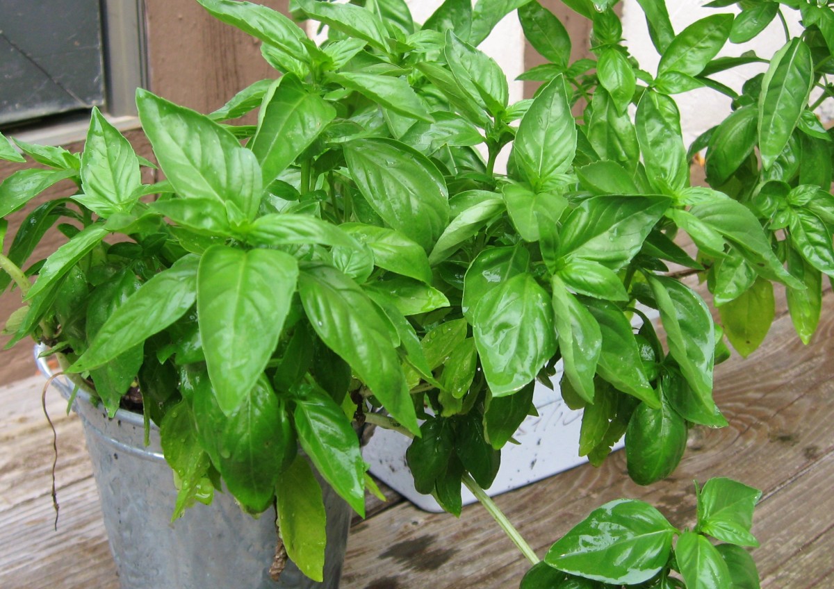 Herbs also do very well in pots, as long as they have enough light and water, like this basil.